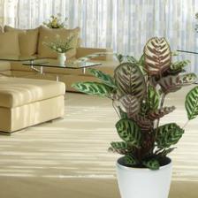 Calathea, a very ornamental plant