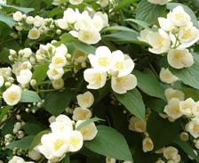 Blooming of shrubs one season at a time