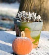The complete guide to spending January in the garden