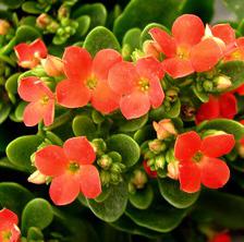 Kalanchoe, how to support its blooming