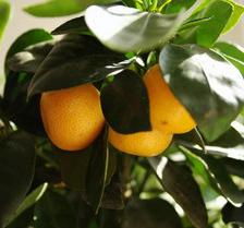 Calamondin, a nice indoor orange tree
