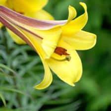 Hemerocallis, an exceptional perennial