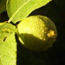 Citrus, oranges, lemon trees… all there is to know