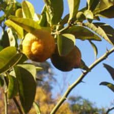 Four-seasons lemon, everything there is to know about them.