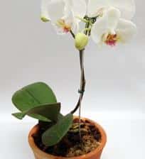 Repotting orchids