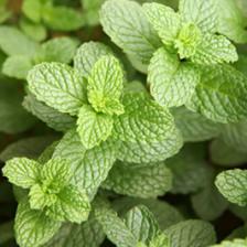 Mint, refreshments for the summer