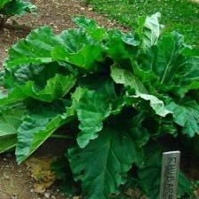 Preparing fermented rhubarb tea