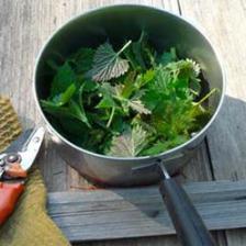 Organic treatments, most common fermented teas