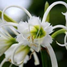 Spider lily, a bulb plant to discover