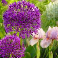 Ornamental onion, a very ornamental perennial