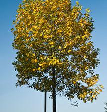 Tulip tree