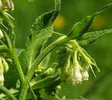 Fermented comfrey tea, an excellent fertilizer