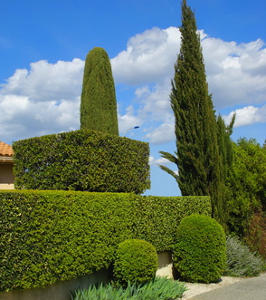 Leyland Cypress Pruning Care Diseases Leyland Cypress The King Of Hedges