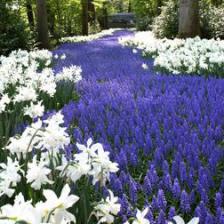 Grape hyacinth, cute little blooms