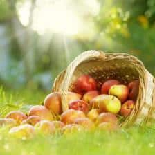 October in the garden, what there is to do