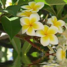 Frangipani, a true marvel!