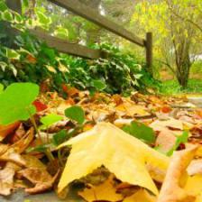 The complete guide to spending December in the garden