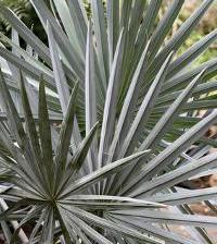 Latanier, a very ornamental palm tree