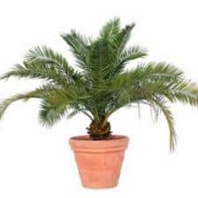 Pygmy date palm, a true indoor palm tree