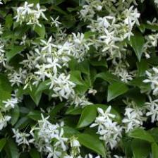 Indian jasmine, flower-bearing and fragrant