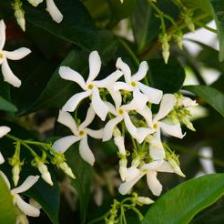 Star jasmine, a very fragrant vine
