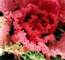 Ornamental cabbage, beautiful in winter