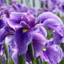 Bearded iris, the garden iris