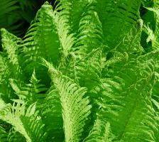 Athyrium, the lady-fern