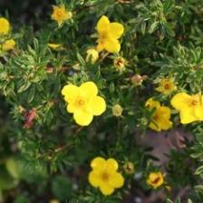 Cinquefoil, a cute bushy plant