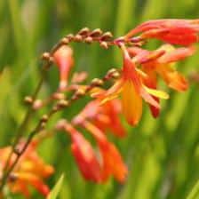 Crocosmia, finding its way back into gardens