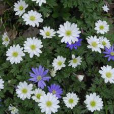 Grecian windflower, superb flowers