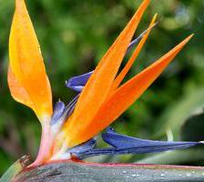Bird of Paradise, the queen’s stretlizia