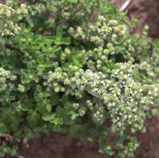 Marjoram, garden oregano