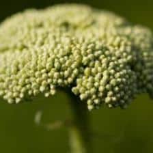 Yarrow, an easy herb