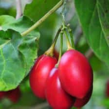 Cyphomandra, the tomato tree