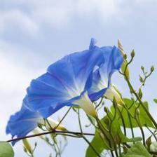 Ipomoea or oceanblue morning glory
