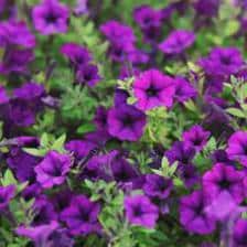 Calibrachoa, a cascade of colors