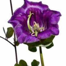 Cup-and-saucer vine, a magnificent climbing plant