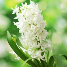 White Pearl hyacinths, outstanding white flowers
