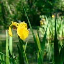 Yellow iris, yellow and water-bound