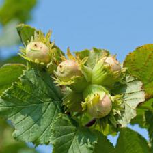 Corylus avellana hazelnuts for your garden!