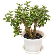 Crassula, the Jade tree