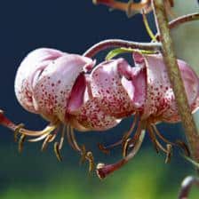 Martagon lily, an exceptional bulb flower