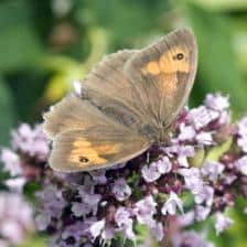 Origanum rotundifolium, the Kent Beauty oregano