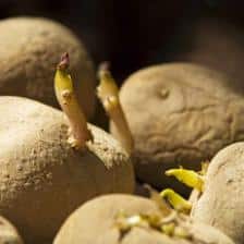 Germinating potatoes at the right moment