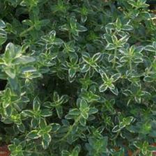 Lemon thyme, a citrus-smelling spice