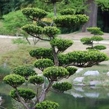 Cloud pruning for trees and shrubs