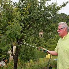Organic treatments for your fruit trees