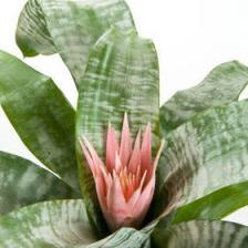 Aechmea, a beautiful plant with pastel hues