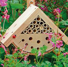 Useful animals in the garden